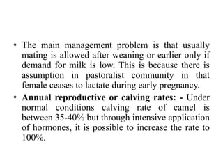 Camel Problem Camel husbandry last version.docx