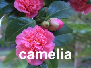 camelia
 