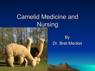 Camelid Medicine and Nursing By Dr. Bret Meckel 