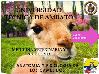 UNIVERSIDAD
TECNICA DE AMBATO
KAREN
VILLARROEL

MEDICINA VETERINARIA Y
ZOOTECNIA
ANATOMIA Y FISIOLOGIA DE
LOS CAMÉLIDOS

 
