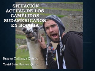 SITUACIÓN
ACTUAL DE LOS
CAMÉLIDOS
SUDAMERICANOS
EN BOLIVIA
Brayan Callisaya Quispe
Yesid Luin Huanca Quito
 
