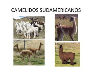 CAMELIDOS SUDAMERICANOS
 
