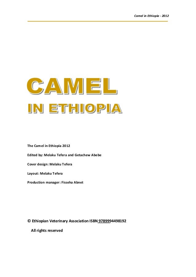 Camel In Ethiopia