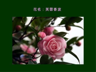 花名：芙蓉香波   