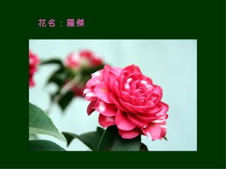 花名：羅傑   