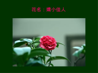 花名：嬌小佳人 