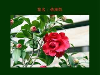 花名：伯拜范 