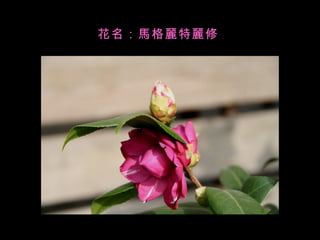 花名：馬格麗特麗修  