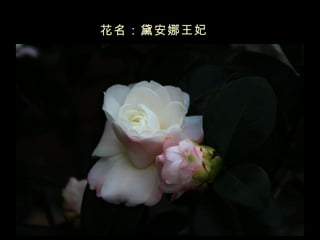 花名：黛安娜王妃   