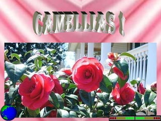 camellias ! 