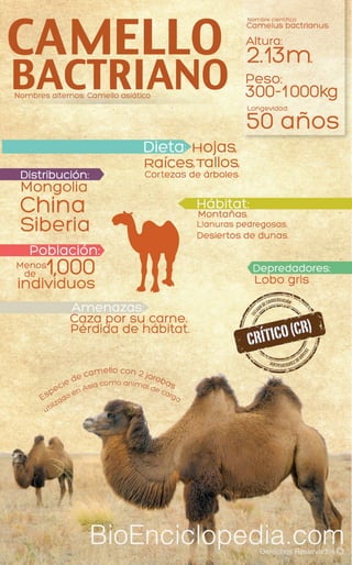 Camello Bactriano
