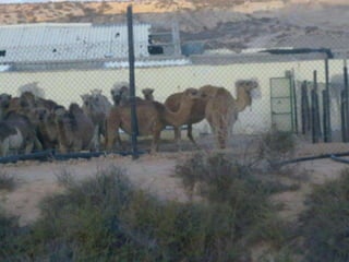 Hacinamiento de camellos en Costa Calma