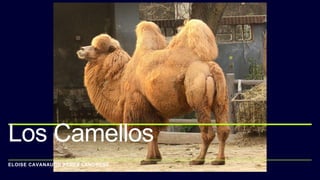 ELOISE CAVANAUGH PEREZ LANDRESS
Los Camellos
 