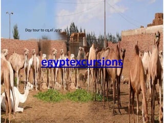 Dqy tour to cq,el ,qrkt




               Cairo excursions
         egyptexcursions
                          Camel markt
 