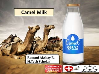 Camel milk | PPT