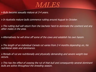 Bulls become sexually mature at 3-4 years.


In Australia mature bulls commence rutting around August to October.

The rutting bull will return from the bachelor herd to dominate the cowherd and any
other males in the area.


Alternatively he will drive off some of the cows and establish his own harem.


The length of an individual Camels rut varies from 2-4 months depending on, his
nutritional state and dominance.

Periods of rut are nutritionally and physically demanding and severe weight loss
occurs.

This has the effect of ceasing the rut of that bull and consequently several dominant
bulls are active throughout the breeding season.
 