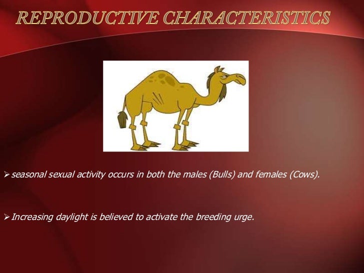 Camel Presentation