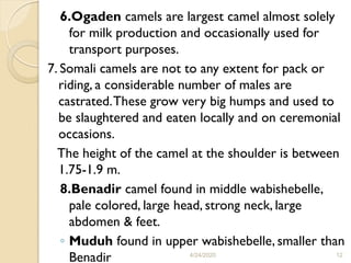 Camel production part for DVM Stu (1).pdf