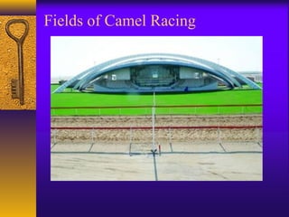 Camel racing | PPT