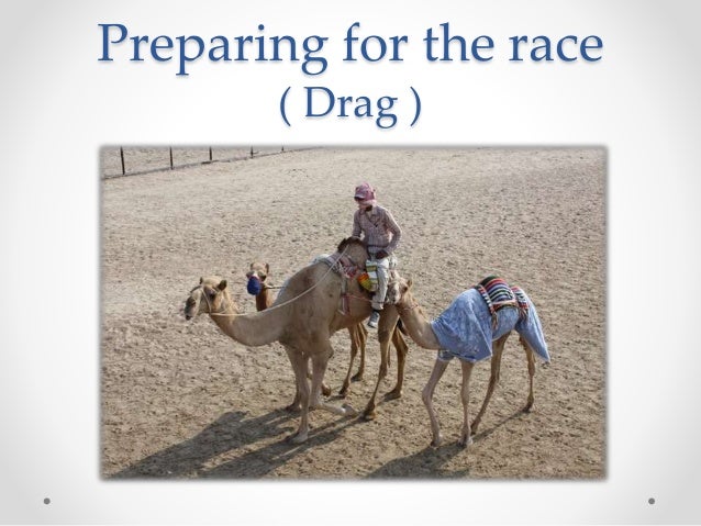 Camel Racing