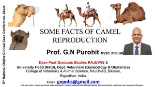 SOME FACTS OF CAMEL
REPRODUCTION
Prof. G.N Purohit MVSC, PhD, MNVAS
Dean Post Graduate Studies RAJUVAS &
University Head (Retd), Dept. Veterinary (Gynecology & Obstetrics)
College of Veterinary & Animal Science, RAJUVAS, Bikaner,
Rajasthan, India.
Email: gnpobs@gmail.com
5
th
National
Online
Clinical
Case
Conference.
Akola
Prof GN Purohit – Non-Commercial, and Educational – Content collected from different sources Not Permitted for replication and Commercial Purposes
 