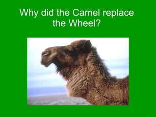 Why did the Camel replace the Wheel? 