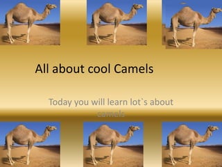 All about cool Camels Today you will learn lot`s about camels 
