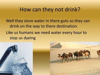 How can they not drink?Well they store water in there guts so they can drink on the way to there destination.Like us humans we need water every hour to stop us dyeing 