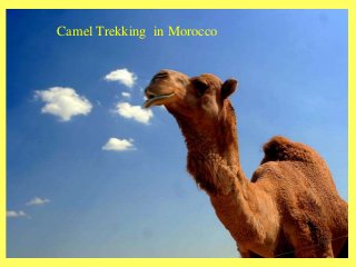 Camel Trekking in Morocco
 