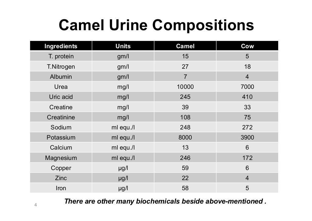Camel urine in arab heritage (folk medicine