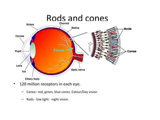 Eye Rods Color Table Camera , Visual , Imaging Technology : A Walk-through | ODP