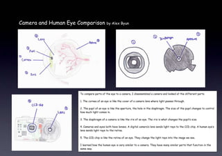 628650-1714505419725-228600To compare parts of the eye to a camera, I disassembled a camera and looked at the different parts. 1. The cornea of an eye is like the cover of a camera lens where light passes through. 2. The pupil of an eye is like the aperture, the hole in the diaphragm. The size of the pupil changes to control how much light comes in.3. The diaphragm of a camera is like the iris of an eye. The iris is what changes the pupil’s size.4. Cameras and eyes both have lenses. A digital camera’s lens sends light rays to the CCD chip. A human eye’s lens sends light rays to the retina. 5. The CCD chip is like the retina of an eye. They change the light rays into the image we see.I learned how the human eye is very similar to a camera. They have many similar parts that function in the same way.-2667003581400-914400-914400Camera and Human Eye Comparison  by Alex Byun <br />