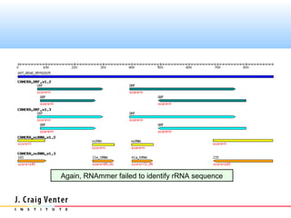 Again, RNAmmer failed to identify rRNA sequence
 