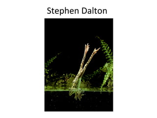 Stephen Dalton
 