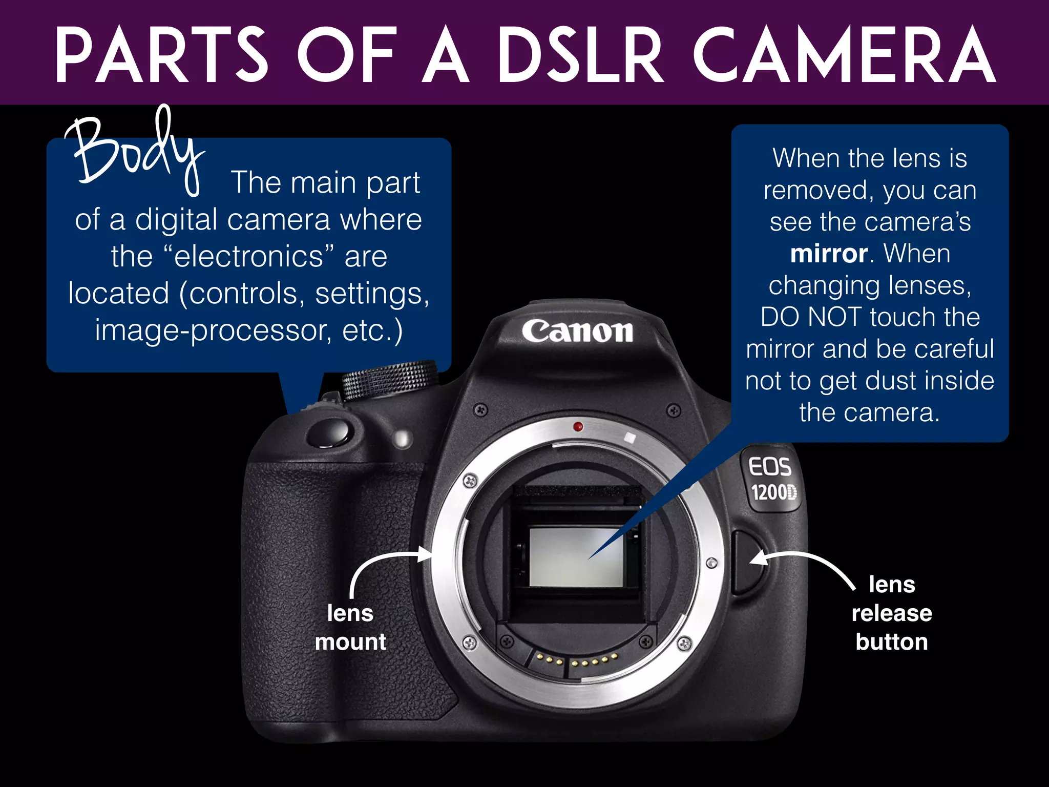 The main part
of a digital camera where
the “electronics” are
located (controls, settings,
image-processor, etc.)
Body When the lens is
removed, you can
see the camera’s
mirror. When
changing lenses,
DO NOT touch the
mirror and be careful
not to get dust inside
the camera.
Parts of a DSLR CAMERA
lens
mount
lens
release
button
 