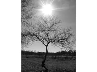 Camera Orientation Ppt