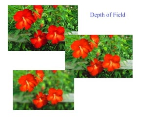 Depth of Field
 