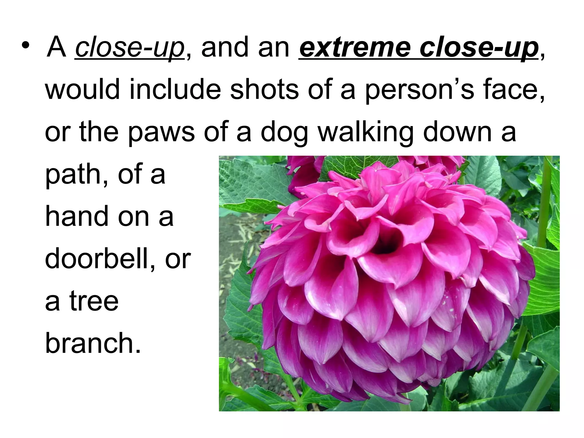 A  close-up , and an  extreme close-up ,  would include shots of a person’s face,  or the paws of a dog walking down a  path, of a  hand on a  doorbell, or  a tree  branch. 