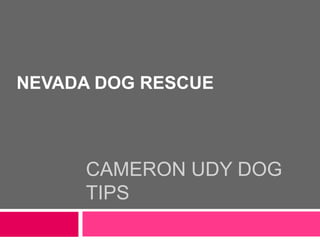 CAMERON UDY DOG
TIPS
NEVADA DOG RESCUE
 