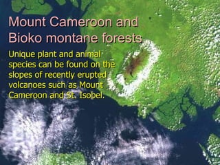Mount Cameroon and Bioko montane forests   Unique plant and animal species can be found on the slopes of recently erupted volcanoes such as Mount Cameroon and St. Isobel. 