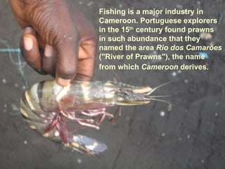 Fishing is a major industry in Cameroon. Portuguese explorers in the 15 th  century found prawns in such abundance that they named the area  Rio dos Camarões  ("River of Prawns"), the name from which  Cameroon  derives.   