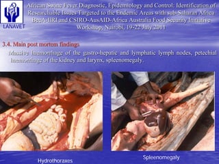 Status and Impact of ASF in Cameroon