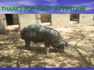 Status and Impact of ASF in Cameroon