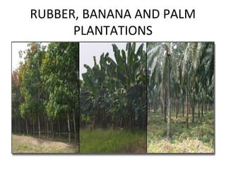 RUBBER, BANANA AND PALM
PLANTATIONS
 