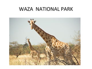 WAZA NATIONAL PARK
 