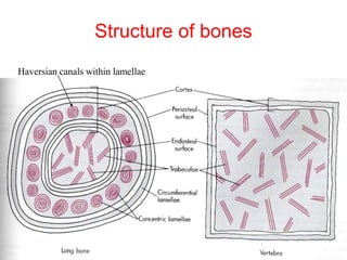 Structure of bones
Haversian canals within lamellae
 