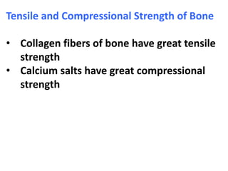 Tensile and Compressional Strength of Bone
• Collagen fibers of bone have great tensile
strength
• Calcium salts have great compressional
strength
 
