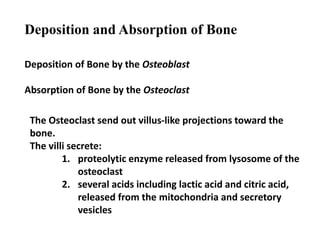 Deposition of Bone by the Osteoblast
Absorption of Bone by the Osteoclast
Deposition and Absorption of Bone
The Osteoclast send out villus-like projections toward the
bone.
The villi secrete:
1. proteolytic enzyme released from lysosome of the
osteoclast
2. several acids including lactic acid and citric acid,
released from the mitochondria and secretory
vesicles
 