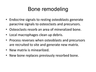 Bone remodeling
• Endocrine signals to resting osteoblasts generate
paracrine signals to osteoclasts and precursors.
• Osteoclasts resorb an area of mineralized bone.
• Local macrophages clean up debris.
• Process reverses when osteoblasts and precursors
are recruited to site and generate new matrix.
• New matrix is minearilzed.
• New bone replaces previously resorbed bone.
 