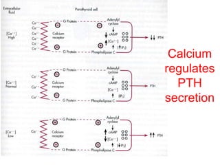 Calcium
regulates
PTH
secretion
 